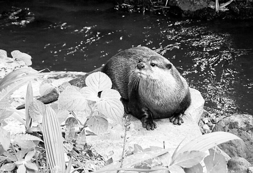 Пансион Mi Casa The Gem Of Ijen