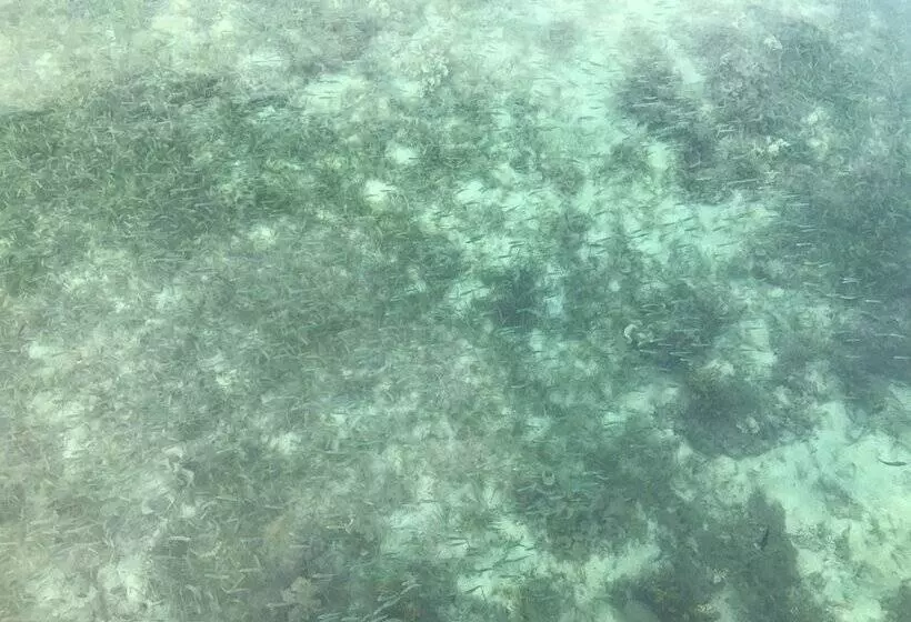 ホテル Dusita Resort Kohkood