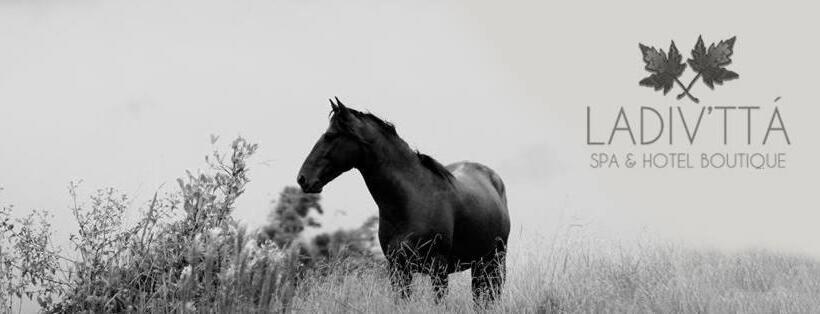 Отель Ladiv Ttá