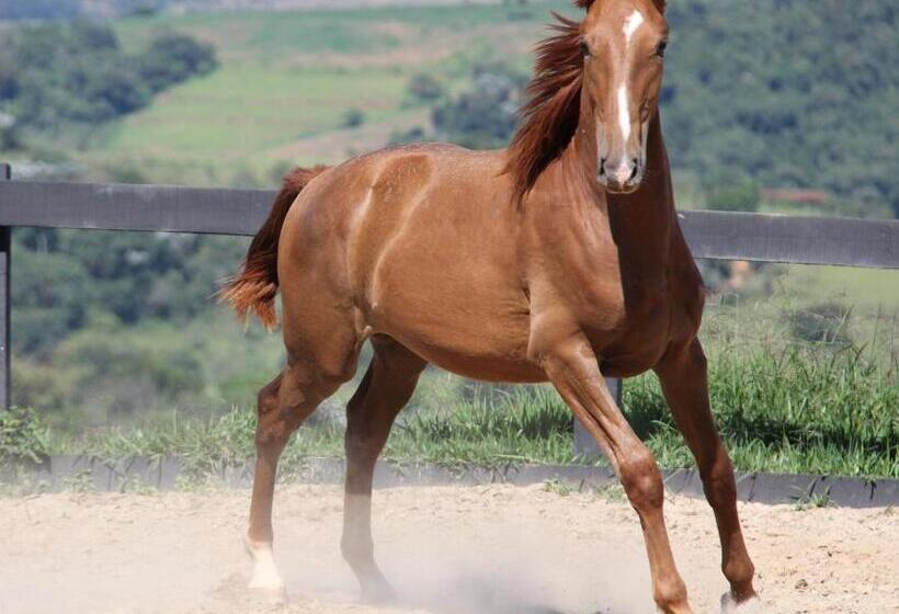 Отель Ladiv Ttá