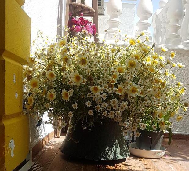 فندق Limon Pansiyon