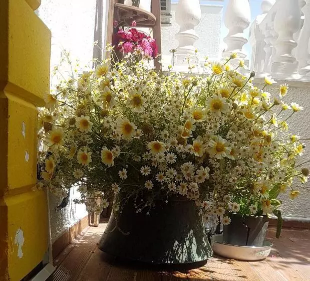ホテル Limon Pansiyon