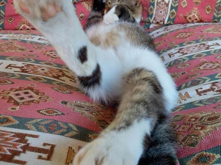 בית מלון כפרי Kilim