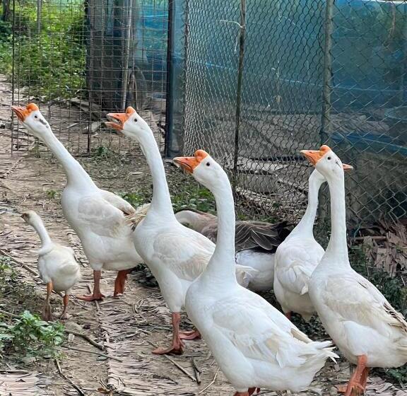 ホテル Banana Place Resort