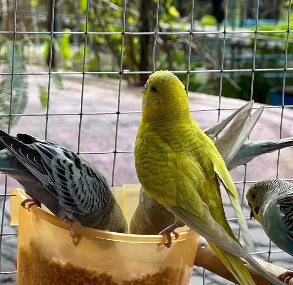 هتل Banana Place Resort