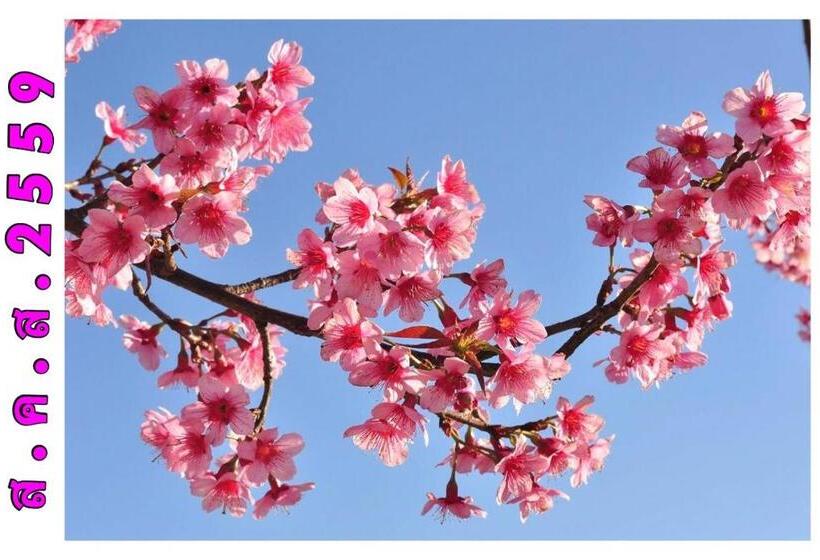 ホテル หมื่นช้างน่านบูทีค