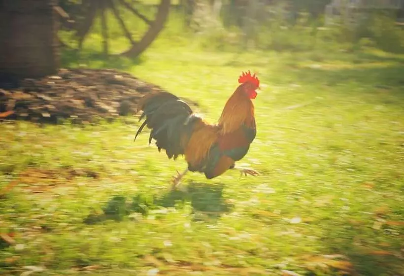ホテル Wanlapa Farmstay