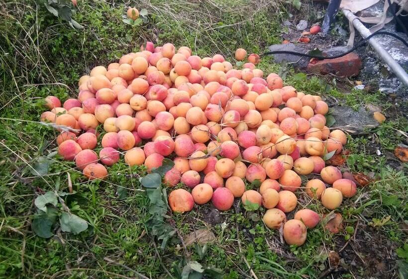 בית מלון כפרי In Apple Estate Kanatal