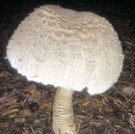 בית מלון כפרי To Palio Litohoro