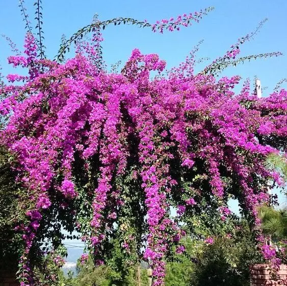 تختخواب و صبحانه Puli Tenlai