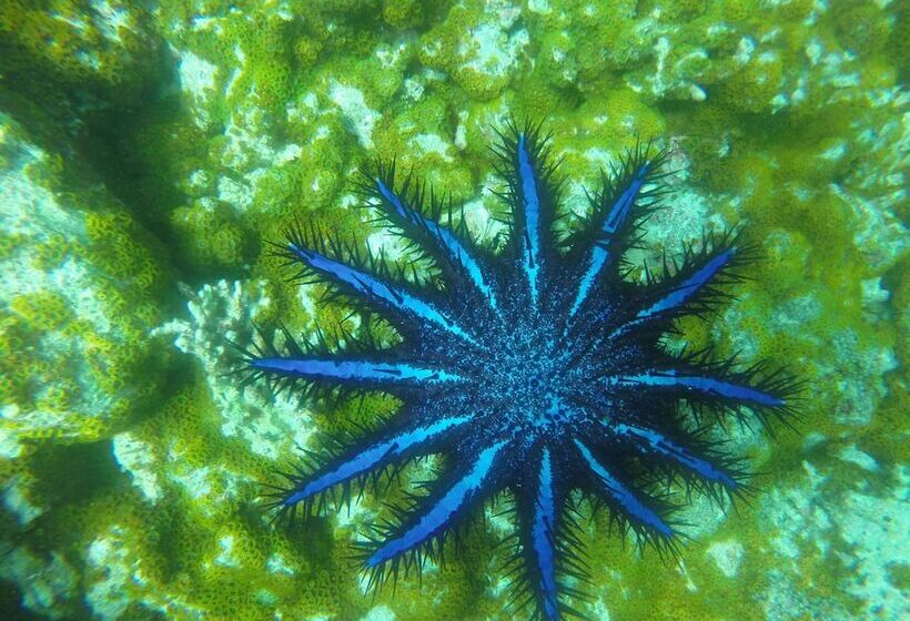 هتل White Sand Lodge