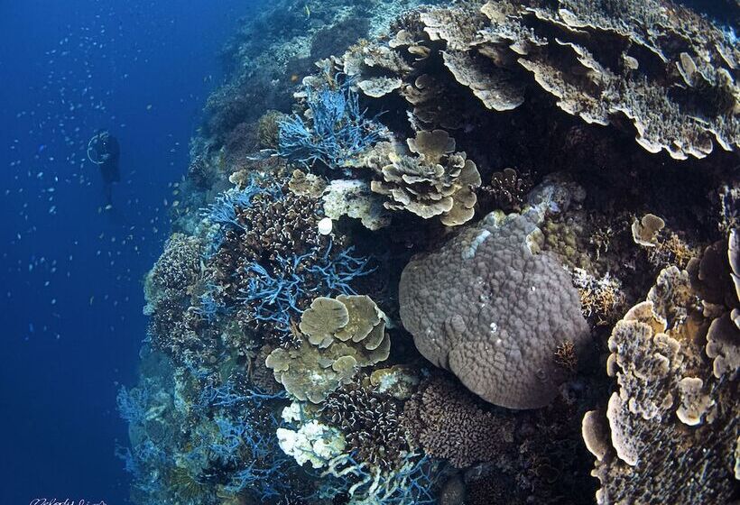 Turtle Bay Dive Resort