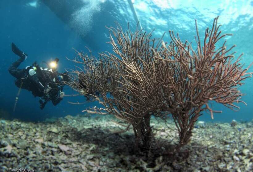 Turtle Bay Dive Resort