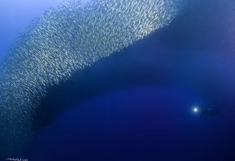 Turtle Bay Dive Resort