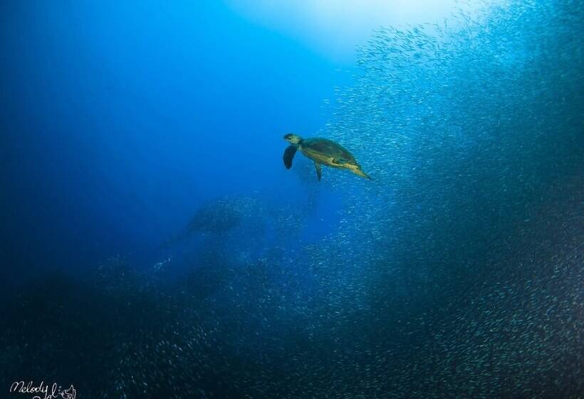 Turtle Bay Dive Resort