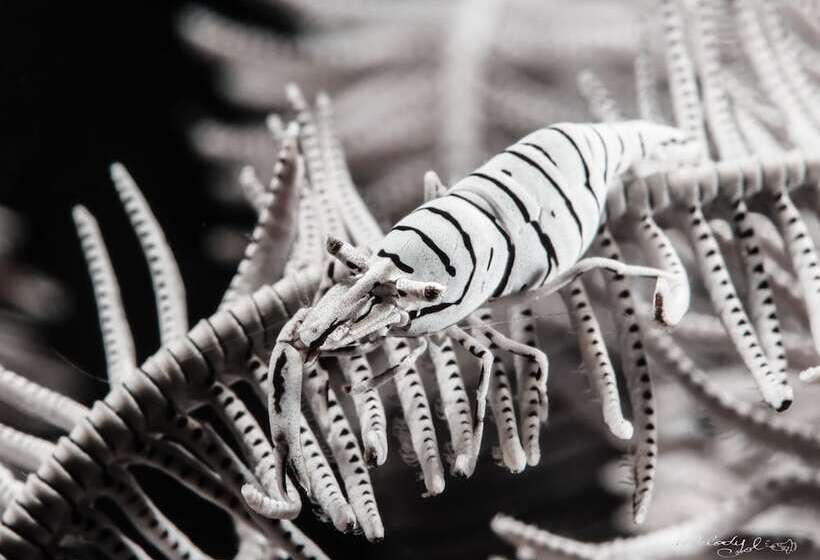 Turtle Bay Dive Resort