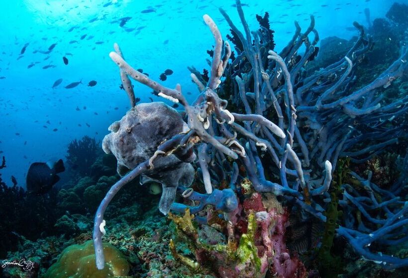 Turtle Bay Dive Resort