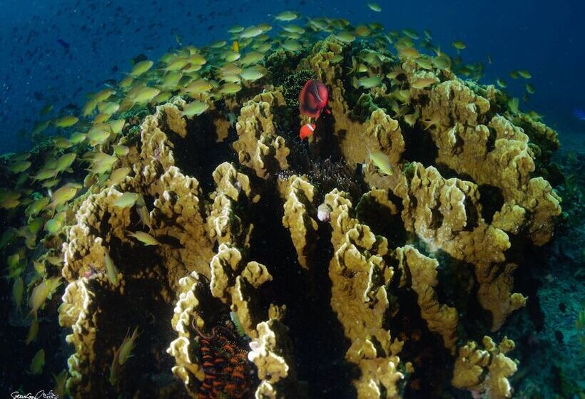 Turtle Bay Dive Resort