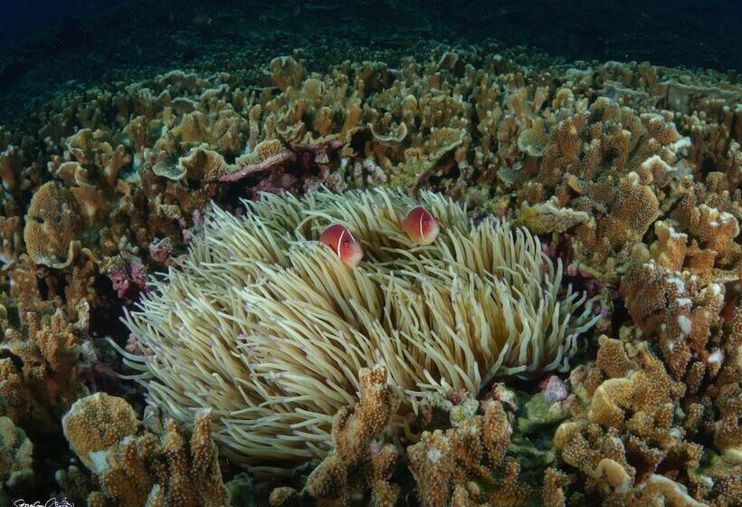 Turtle Bay Dive Resort