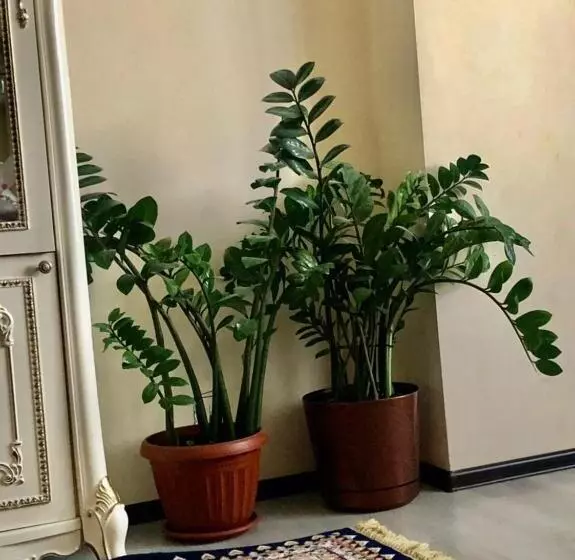 Amanat Hostel