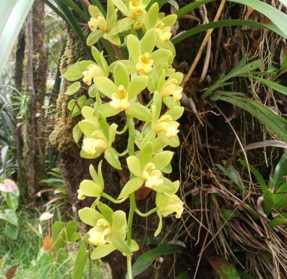 ホテル Aloha Crater Lodge