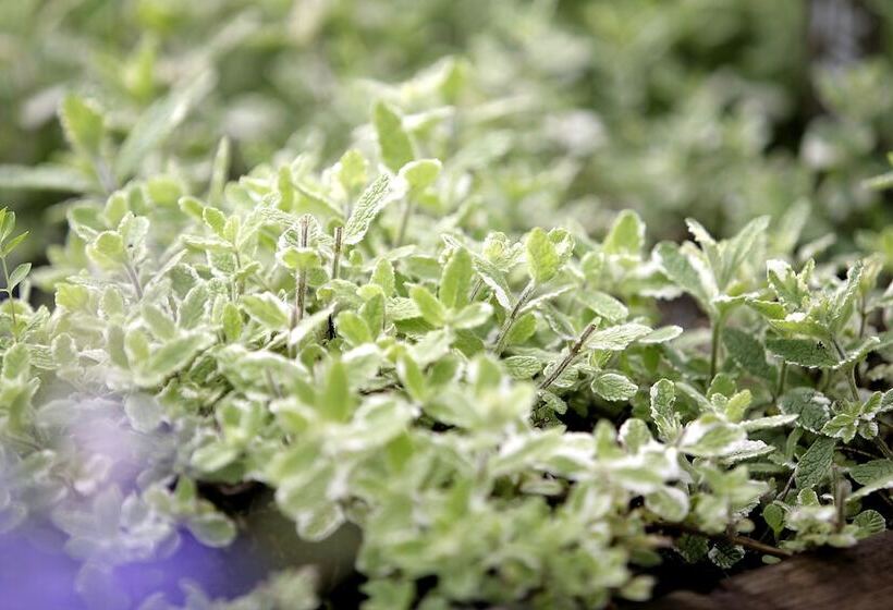 ريوكان Takamiya Hotel Jurin