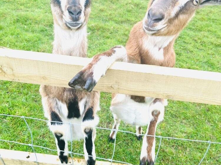 호텔 Charming Lodge In Morpeth