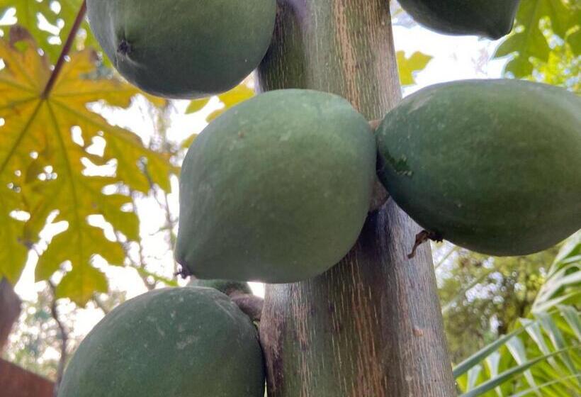 פנסיון Room In Lodge   Eco Lush Double Mayan Dome Cenote And Bikes