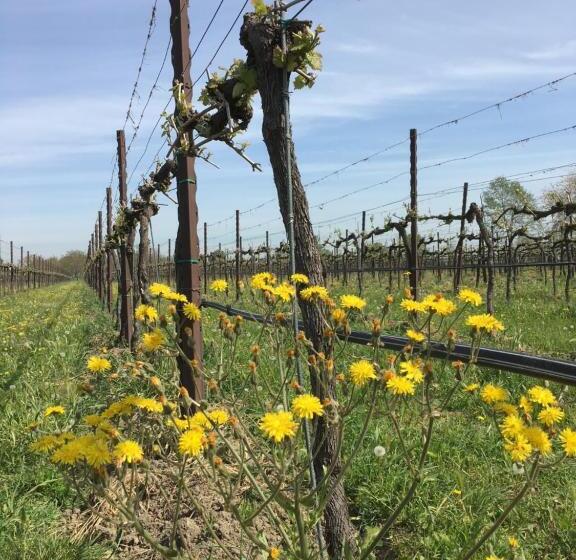 호텔 Agriturismo Settelune