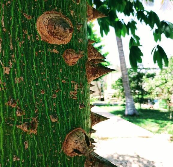 בית מלון כפרי Y Museo Aldea Maya Toktli Orígenes Casa Maya Toh Alberca, Wifi Starlink, Tour Museo