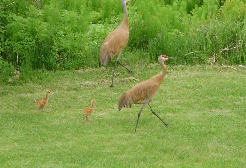 Отель Crane's Rest B&b