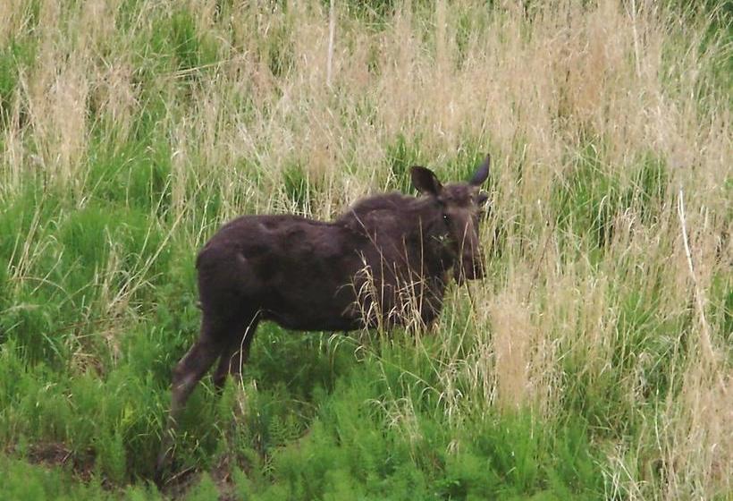 Отель Crane's Rest B&b