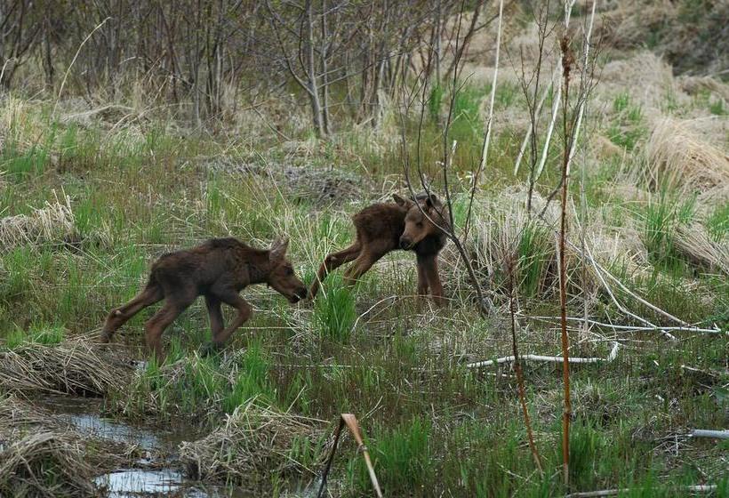 Отель Crane's Rest B&b