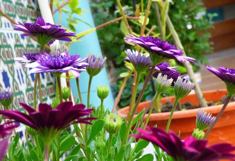 Hotel Hostal Campo Nuevo