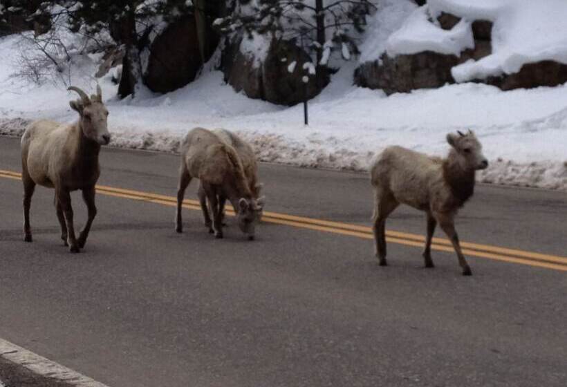 فندق Pine Haven Resort