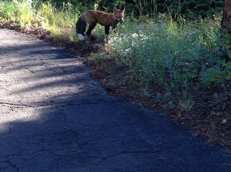 فندق Pine Haven Resort