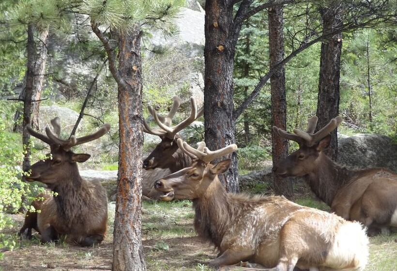 فندق Pine Haven Resort