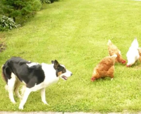 민박 Killooley Lodge