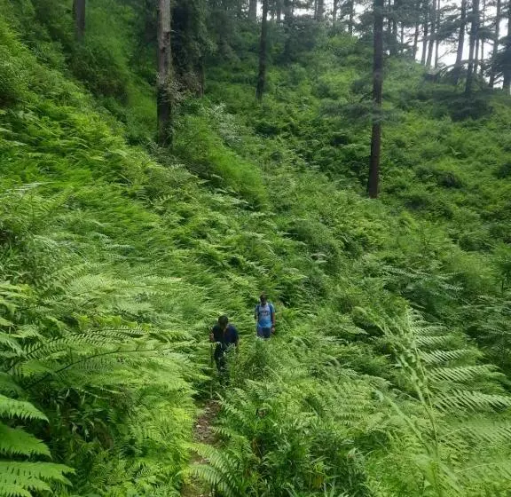 ホテル Jibhi Brook Retreat