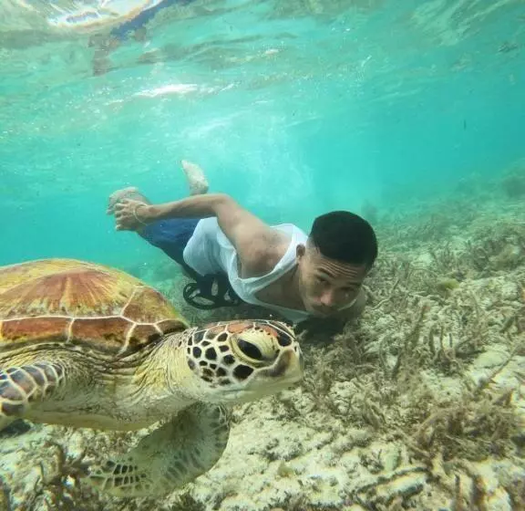 ペンション Moalboal Indino S Guesthouse Sardines Run And Sea Turtle 1 Minute Walking Distance