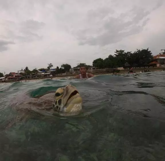 ペンション Moalboal Indino S Guesthouse Sardines Run And Sea Turtle 1 Minute Walking Distance