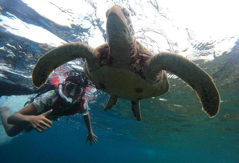 Pensão Moalboal Indino S Guesthouse Sardines Run And Sea Turtle 1 Minute Walking Distance