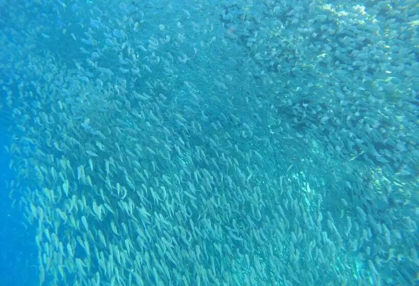 ペンション Moalboal Indino S Guesthouse Sardines Run And Sea Turtle 1 Minute Walking Distance