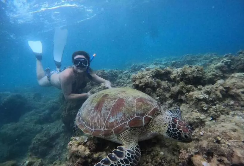 ペンション Moalboal Indino S Guesthouse Sardines Run And Sea Turtle 1 Minute Walking Distance