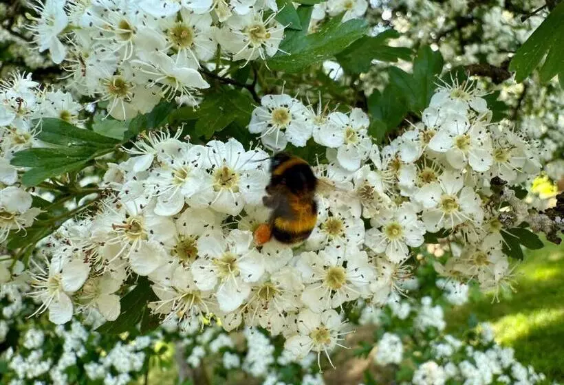 ベッドアンドブレックファースト La Remise   Les Chambres