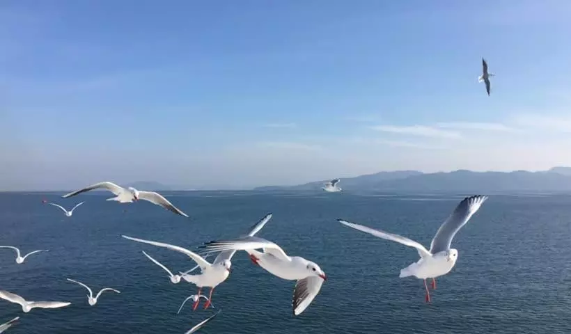 ベッドアンドブレックファースト Seagulls Garden Cabanas