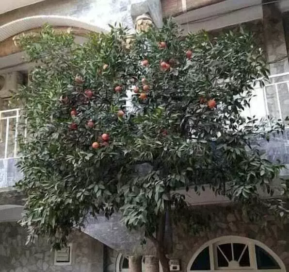 هتل Taj Mahal
