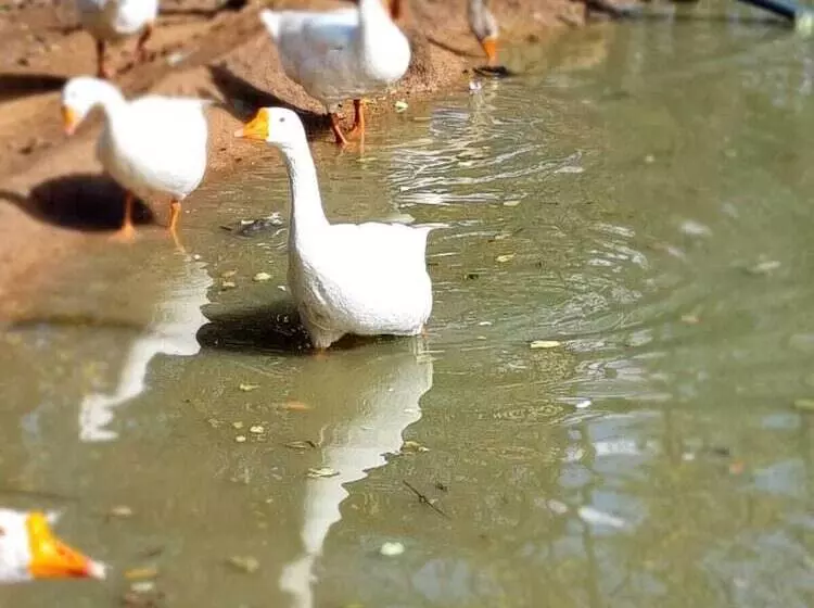 ホテル Deo Volente Country Estate