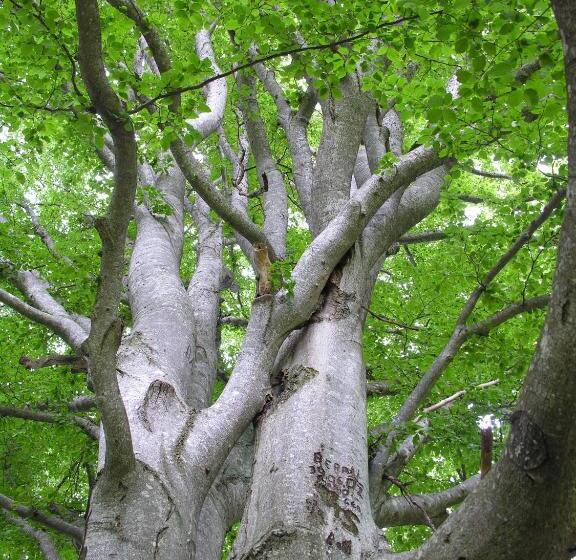 Hotel Alpengasthof Moser