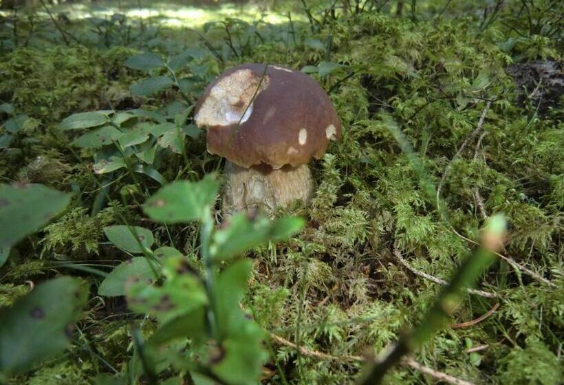 Hotel Alpengasthof Moser